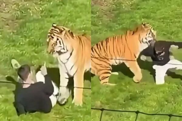 ▲英國男「想跟老虎玩」翻越動物園柵欄！下秒遭猛咬　當場爆血身亡。（圖／翻攝自X）