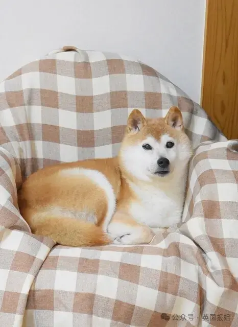 全球最知名狗狗去世！因doge表情包爆火十几年