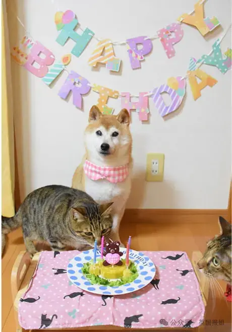 全球最知名狗狗去世！因doge表情包爆火十几年