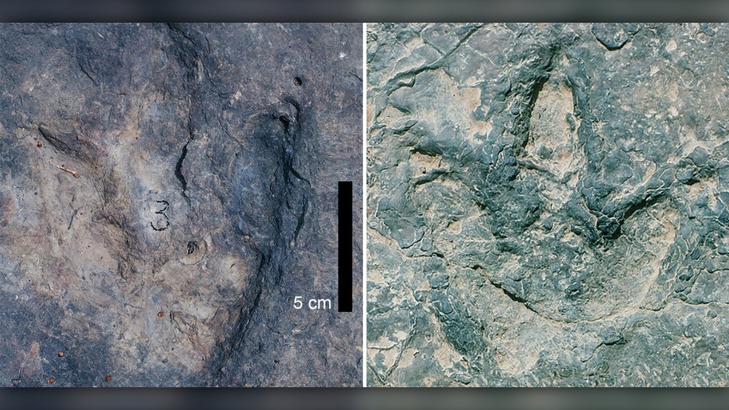 在大西洋两岸发现的匹配的恐龙足迹