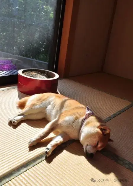 全球最知名狗狗去世！因doge表情包爆火十几年