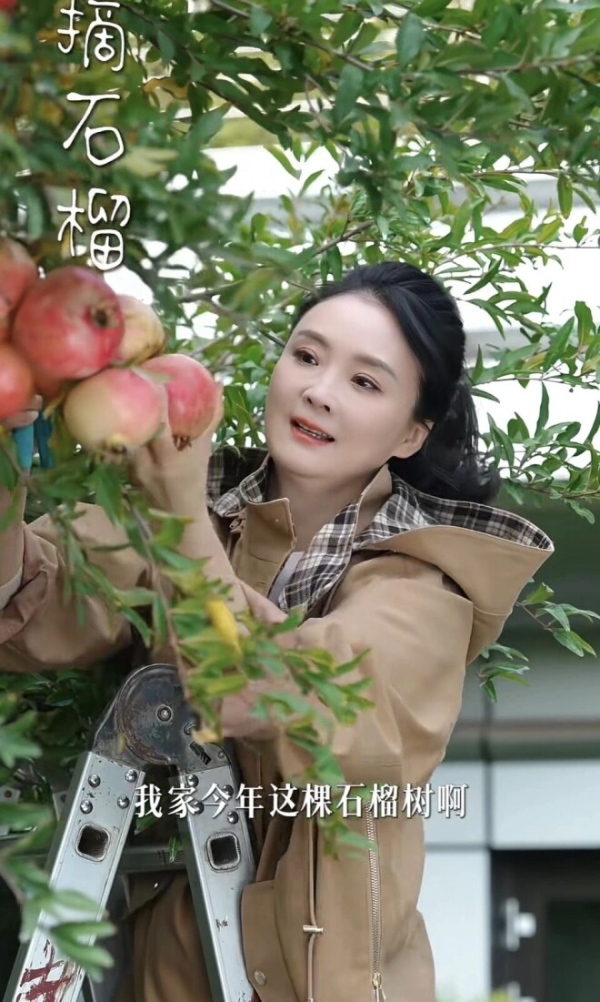 52岁王艳在自家楼顶摘石榴 穿着好清爽（配图14）