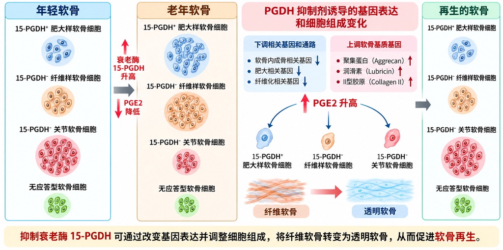无需关节置换，科学家找到再生软骨的方法