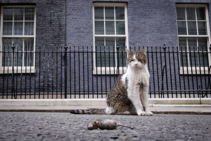 英國新任首相柏南上任當天，「首席捕鼠大臣」賴瑞就抓到一隻老鼠。（歐新社）