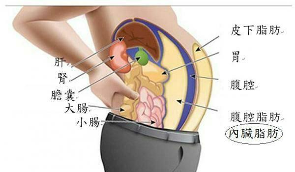 消除内脏脂肪锻炼方式 简单到想不到