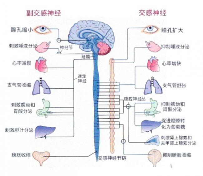 睡前运动到底是助眠还是扰眠？关键在这