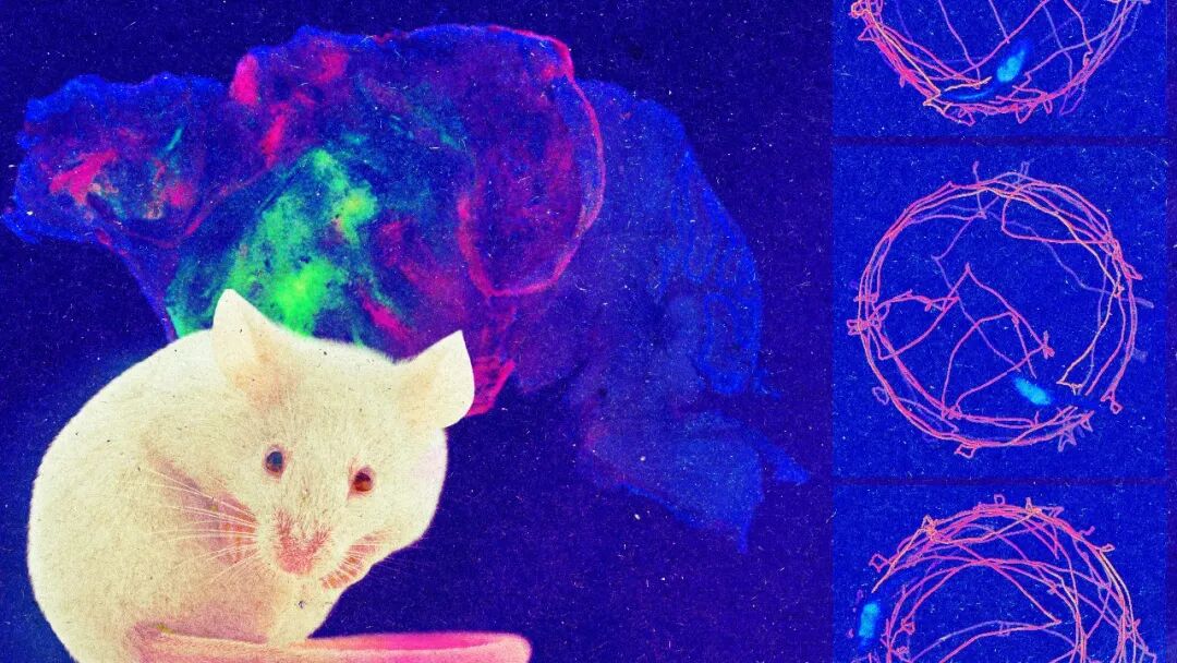 斯坦福打造“人工”鼠脑  近半大脑由人类细胞组成