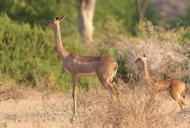 太抽象，连人工智能都想不到的动物