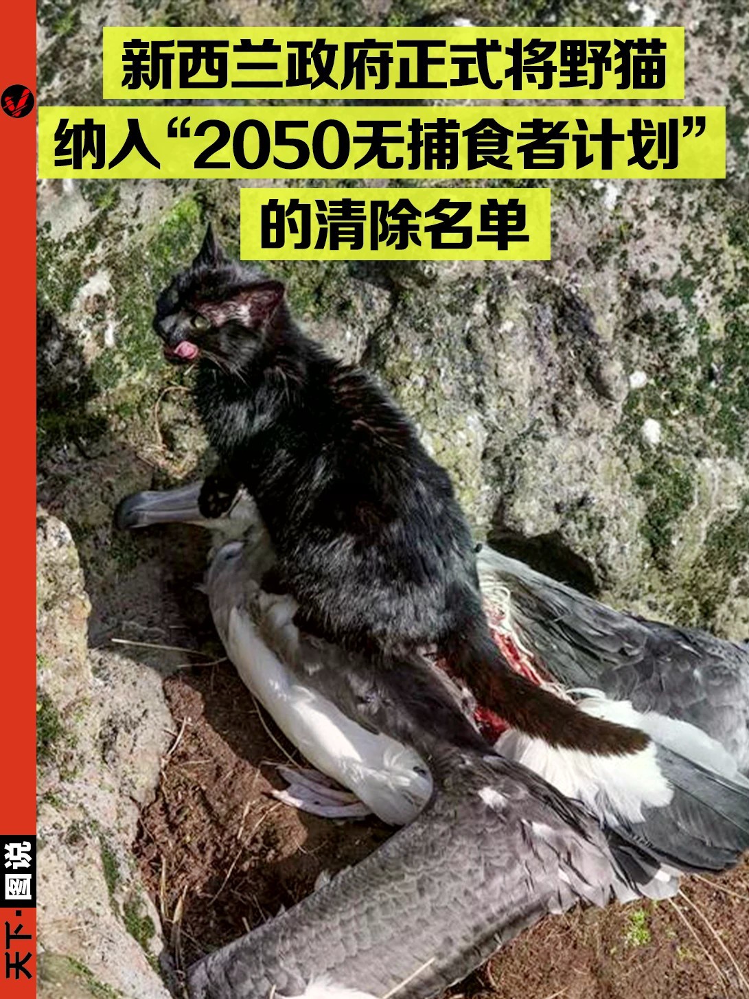 举全国之力杀猫，猫怎么成了新西兰公敌？
