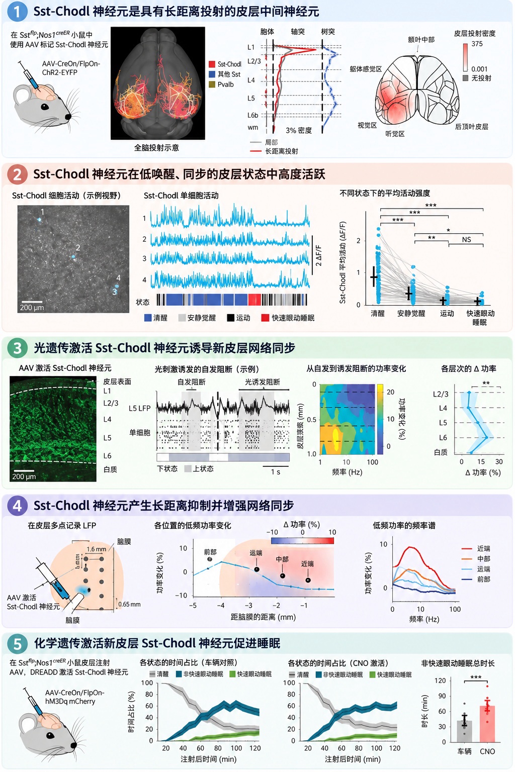 科学家在大脑皮层发现自发引发睡眠的神秘细胞