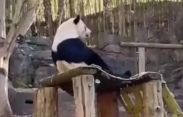 旅美大熊猫口吐白沫、又遭虐？中方：运动导致…