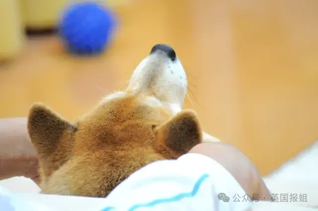 全球最知名狗狗去世！因doge表情包爆火十几年