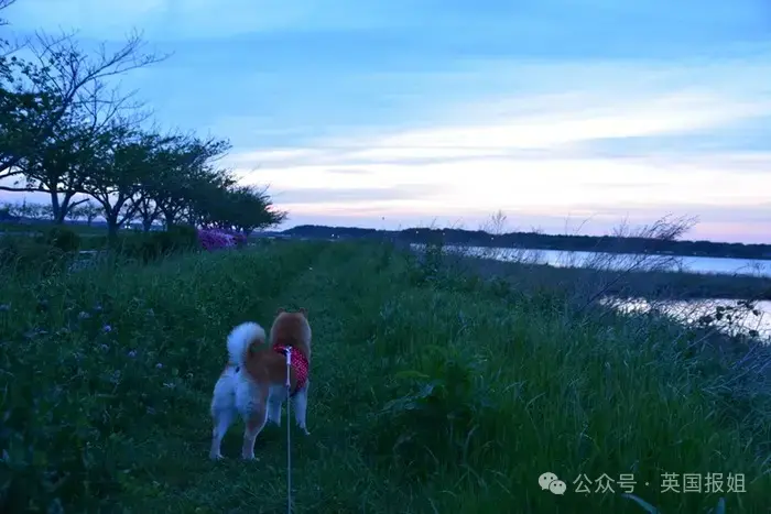 全球最知名狗狗去世！因doge表情包爆火十几年