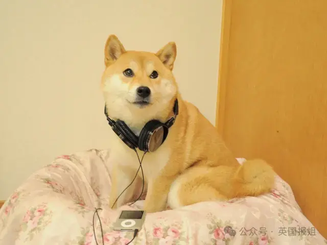 全球最知名狗狗去世！因doge表情包爆火十几年
