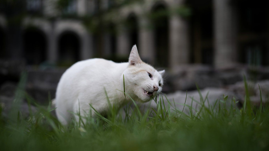 墨西哥的一项新声明为在总统府漫步的 19 只猫提供食物和护理毛皮 ...