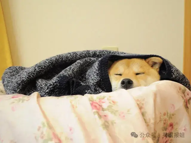 全球最知名狗狗去世！因doge表情包爆火十几年