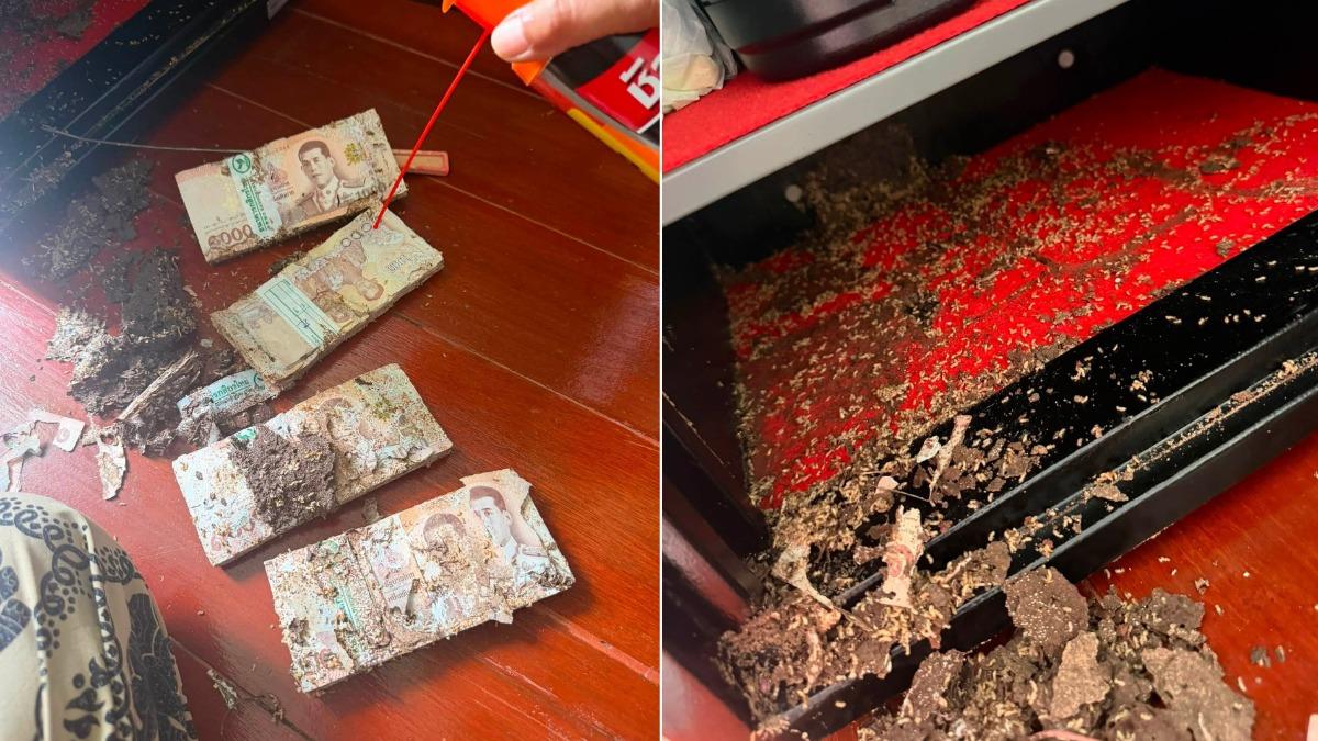 泰国有名女子存放在保险箱内的百万现金被白蚁咬到残破不全。 （图/翻摄自Facebook@Nanny Irin）