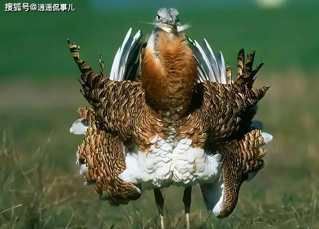 看了鸨鸟 才知道她们为何被叫“老鸨”