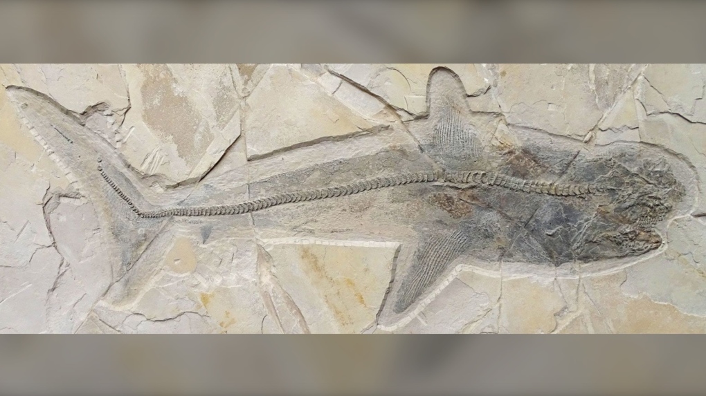 恐龙时代游泳的古代鲨鱼化石解开了几个世纪以来的谜团