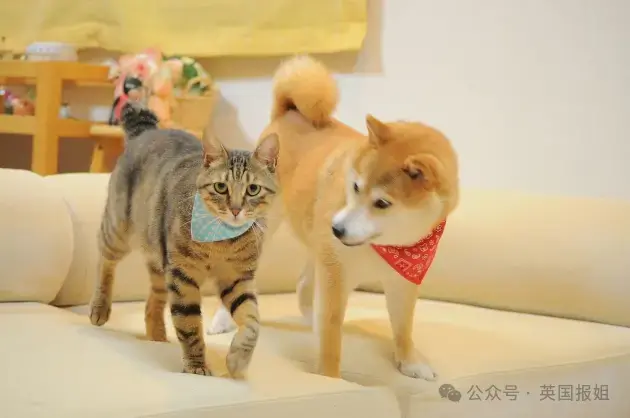 全球最知名狗狗去世！因doge表情包爆火十几年