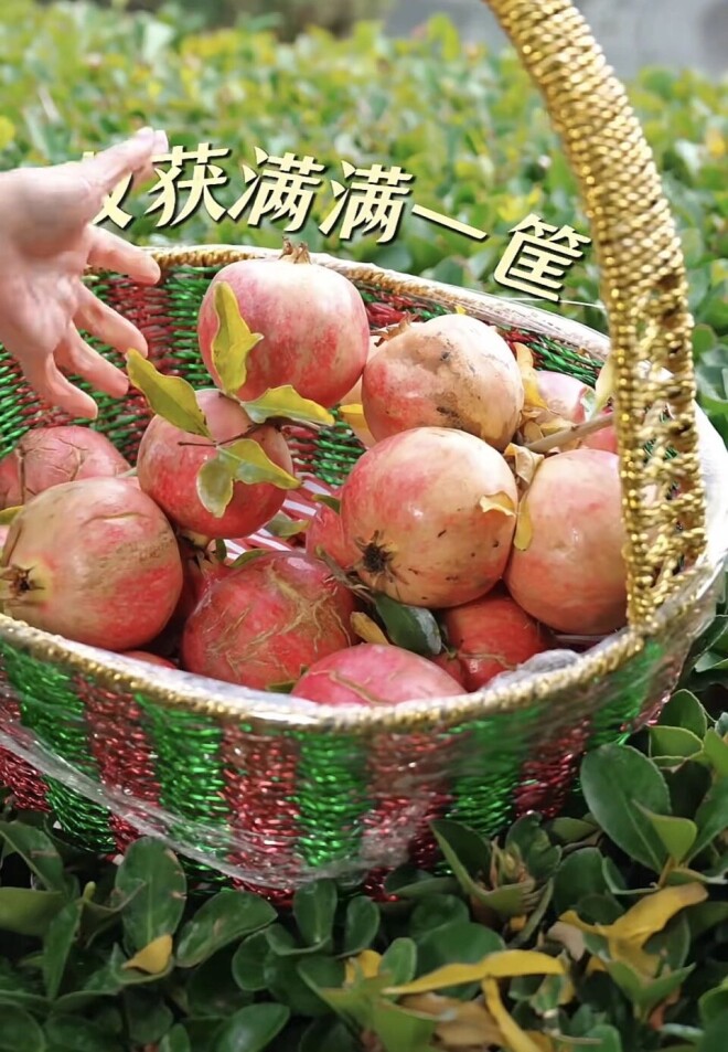 52岁王艳在自家楼顶摘石榴 穿着好清爽（配图12）