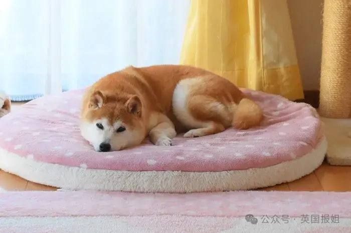 全球最知名狗狗去世！因doge表情包爆火十几年
