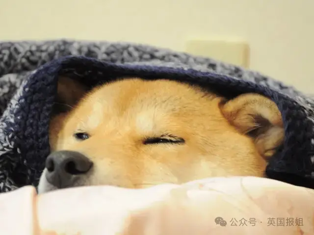 全球最知名狗狗去世！因doge表情包爆火十几年