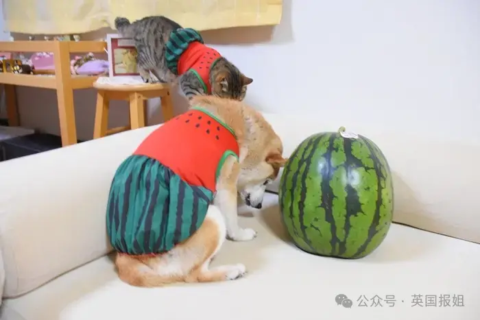 全球最知名狗狗去世！因doge表情包爆火十几年