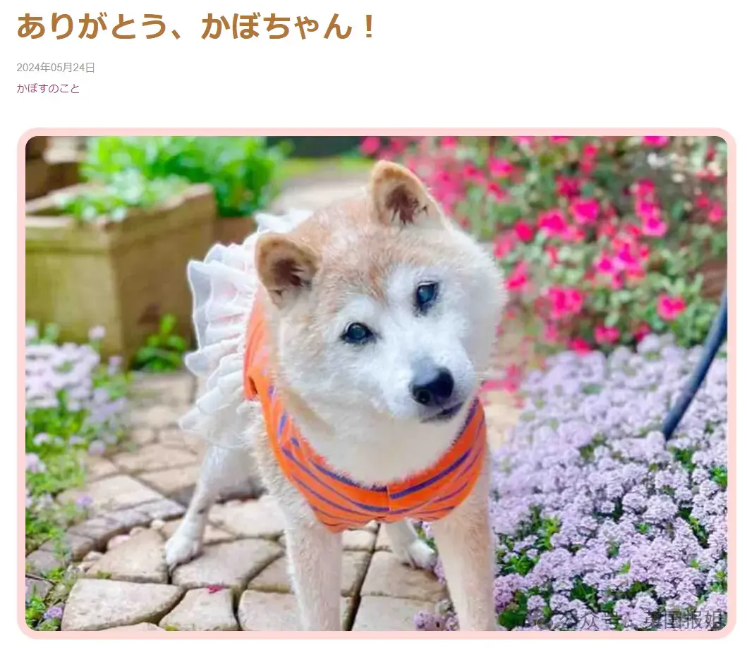 全球最知名狗狗去世！因doge表情包爆火十几年