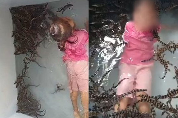 4岁女童与200只鳄鱼共浴玩耍…网友吓傻