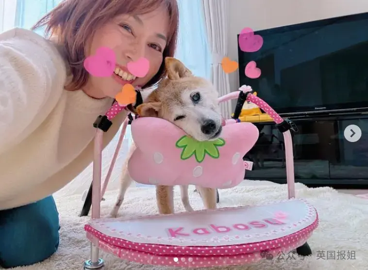 全球最知名狗狗去世！因doge表情包爆火十几年