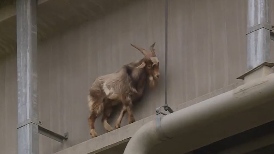 A goat rescued from a ledge below a 63rd Street bridge in Kansas City, Missouri is recovering well and is expected to be reunited with its owner. (KMBC/CNN Newsource)