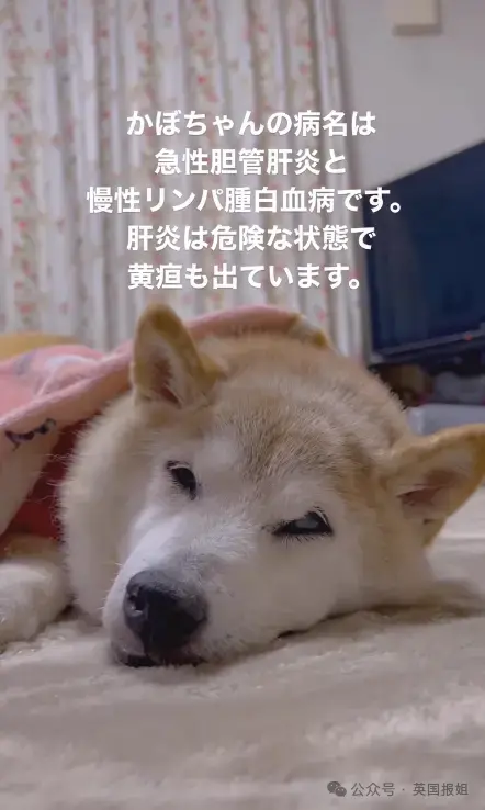 全球最知名狗狗去世！因doge表情包爆火十几年