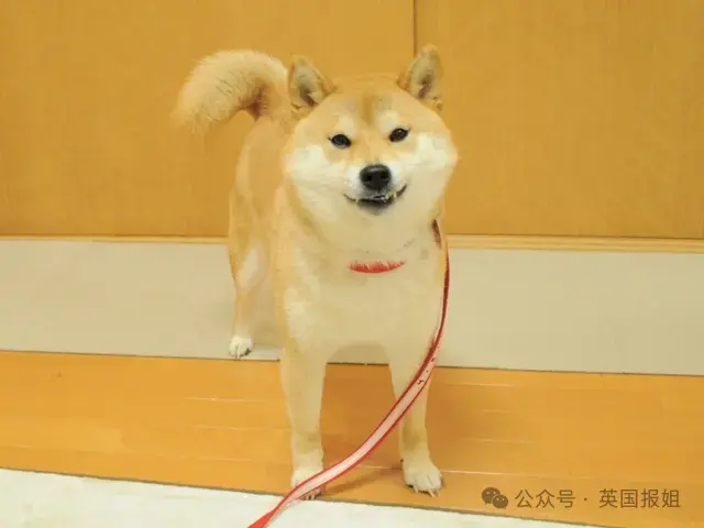 全球最知名狗狗去世！因doge表情包爆火十几年