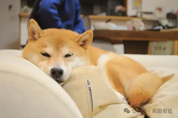 全球最知名狗狗去世！因doge表情包爆火十几年