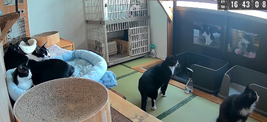 地震前30秒！监视器拍到猫猫集体抬头 准备逃跑