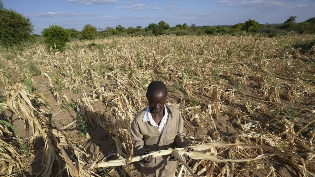 詹姆斯·楚马 (James Tshuma)，津巴布韦西南部芒圭地区的农民2024 年 3 月 22 日，星期五，津巴布韦干旱中他干涸的农田中央。（美联社照片/Tsvangirayi Mukwazhi）