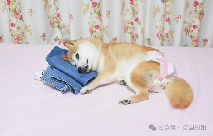 全球最知名狗狗去世！因doge表情包爆火十几年