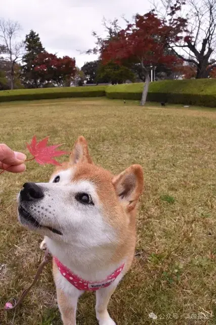 全球最知名狗狗去世！因doge表情包爆火十几年