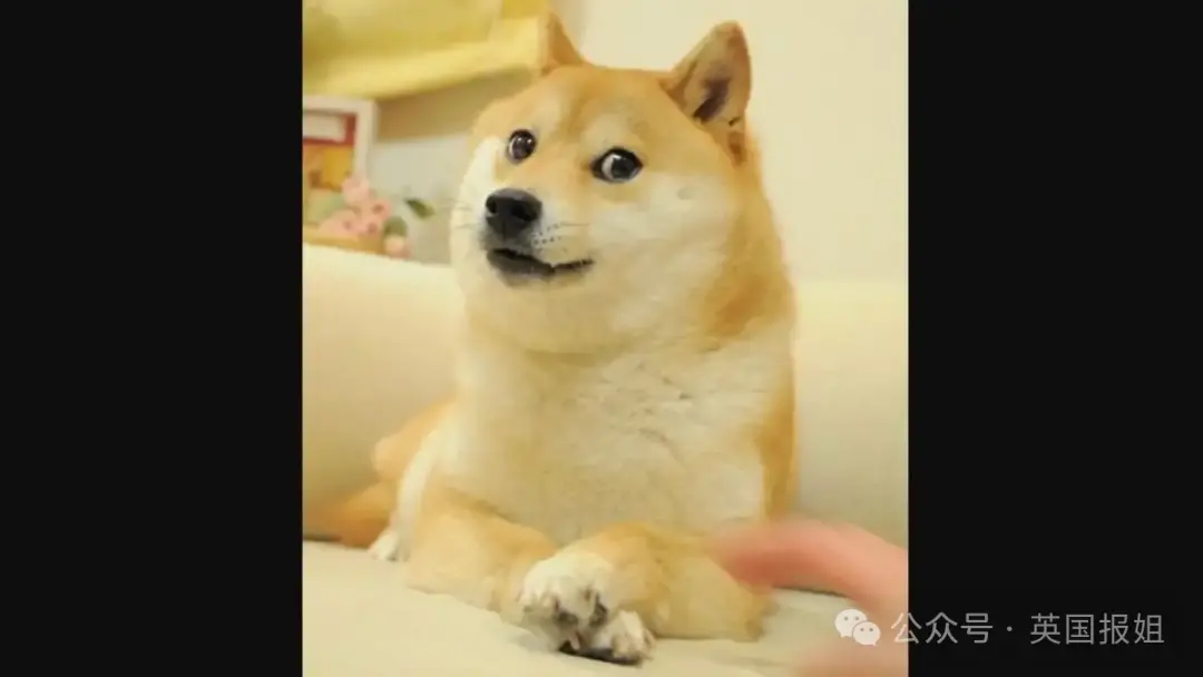 全球最知名狗狗去世！因doge表情包爆火十几年