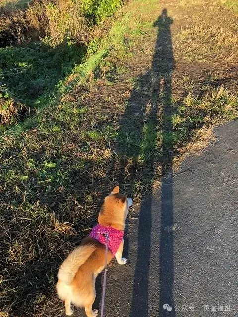 全球最知名狗狗去世！因doge表情包爆火十几年