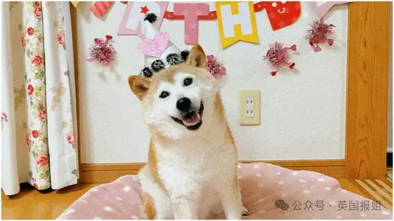 全球最知名狗狗去世！因doge表情包爆火十几年