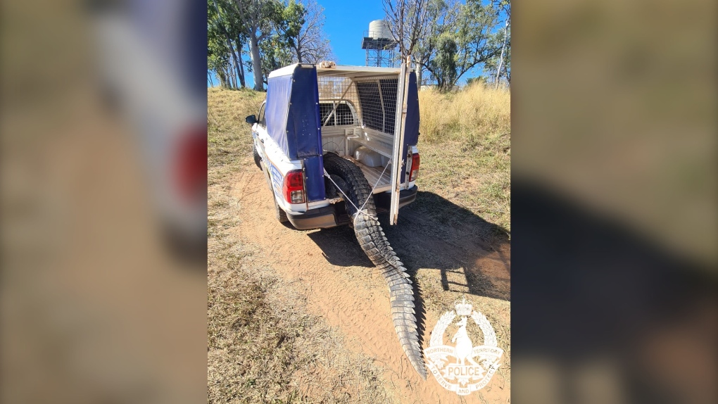 一条鳄鱼正在恐吓这个澳大利亚小镇。于是居民们就煮了吃