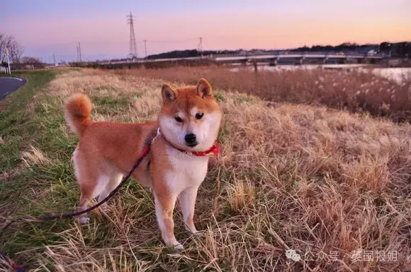 全球最知名狗狗去世！因doge表情包爆火十几年