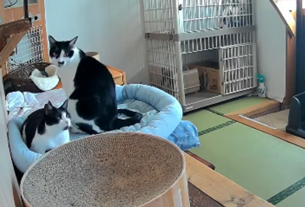 地震前30秒！监视器拍到猫猫集体抬头 准备逃跑