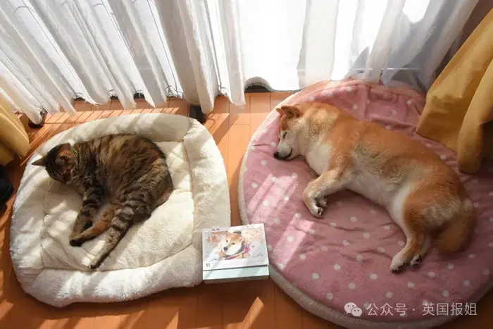 全球最知名狗狗去世！因doge表情包爆火十几年