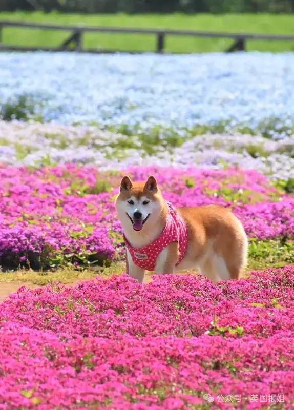 全球最知名狗狗去世！因doge表情包爆火十几年