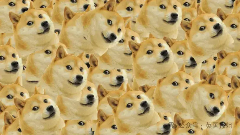 全球最知名狗狗去世！因doge表情包爆火十几年
