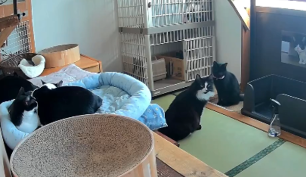 地震前30秒！监视器拍到猫猫集体抬头 准备逃跑