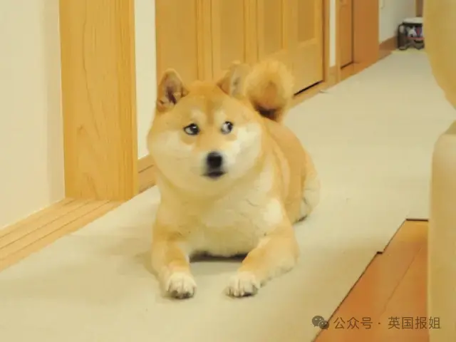 全球最知名狗狗去世！因doge表情包爆火十几年